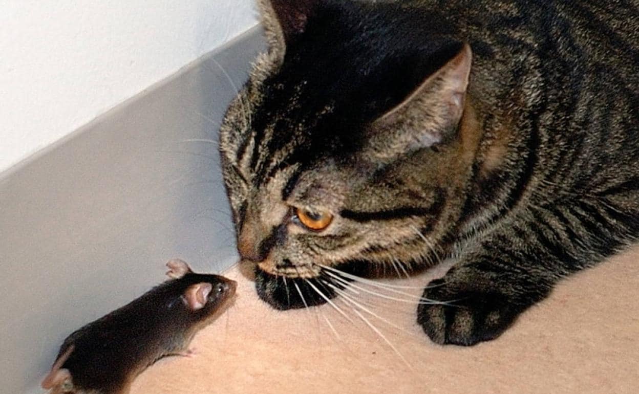 Кого боится кот мышей
